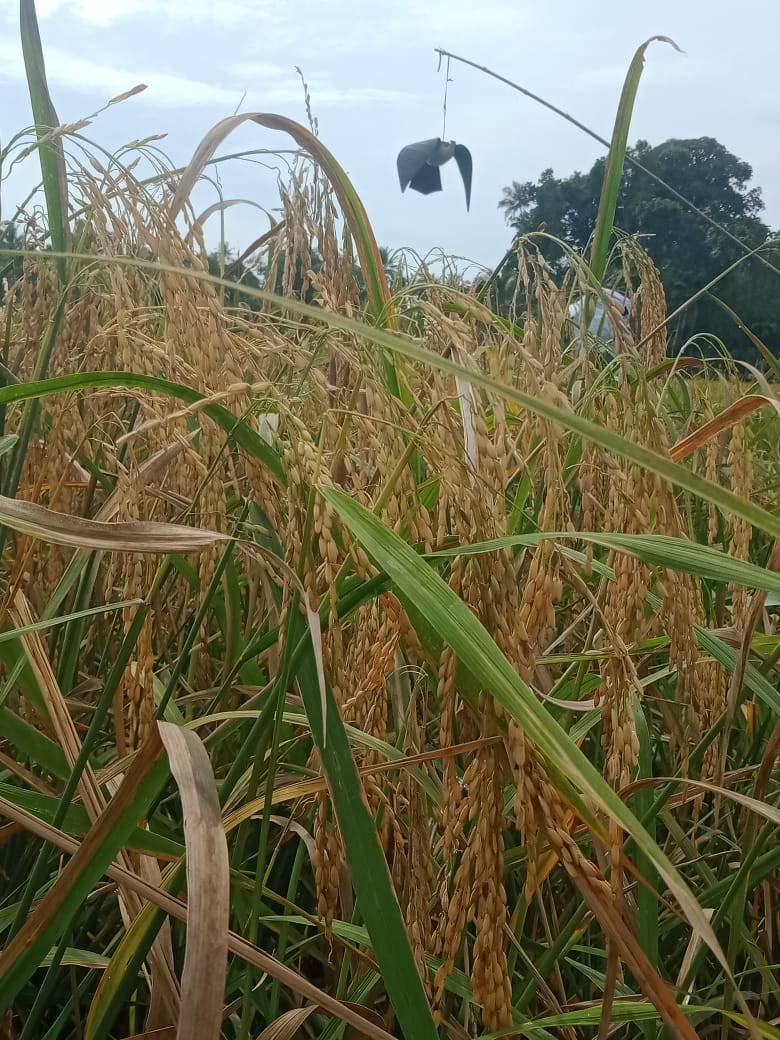  PERTANIAN PANEN PADI DESA BUBUHAN