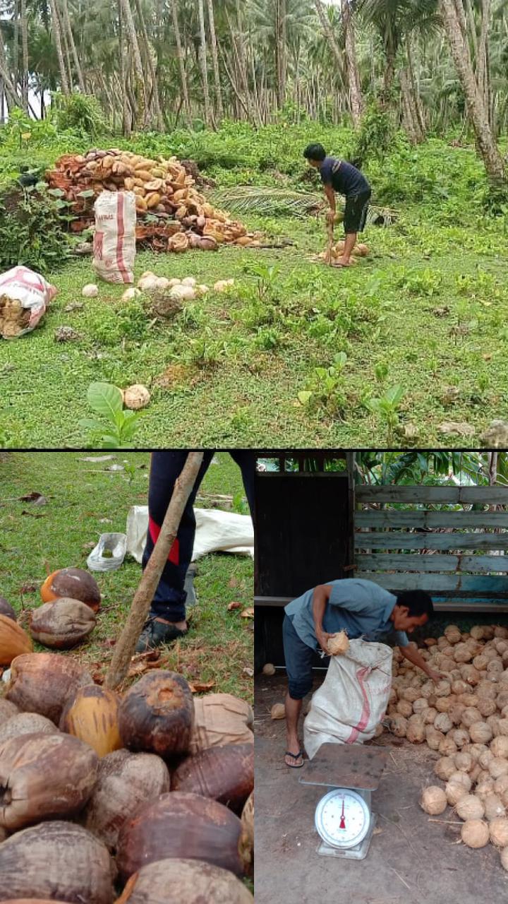 PERKEBUNAN KELAPA DESA BUBUHAN